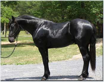 friesian-stallion2.jpg